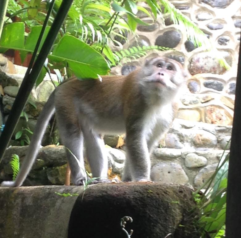 Kupu Kupu Garden Guest House & Cafe Bukit Lawang Exteriör bild